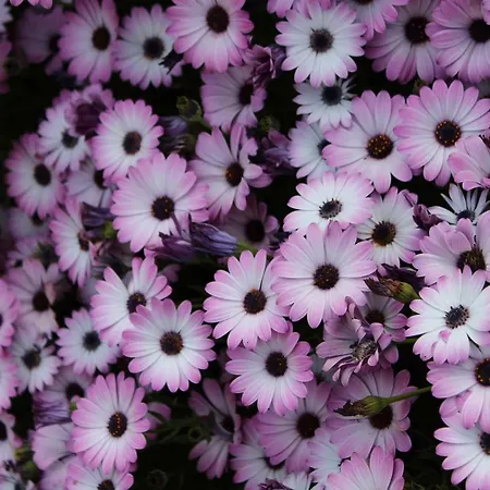 Terre Del Cardinale Country شقة كاتانيا